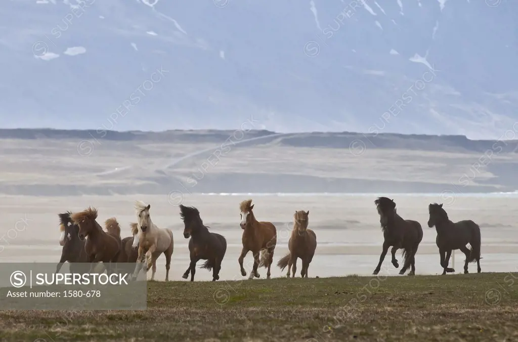 Herd of Icelandic horses running freely, Skagafjordur, Iceland