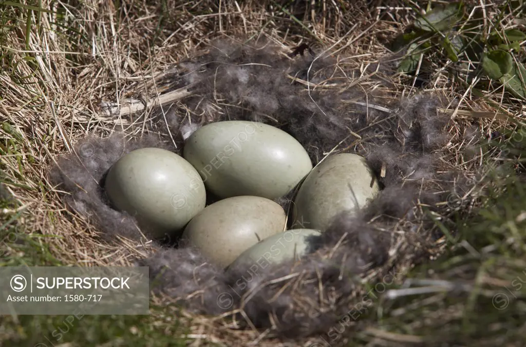 Eider duck eggs in nest, Straumfjordur, Iceland