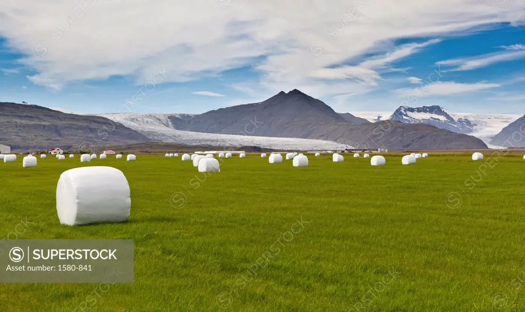 Iceland, Flaajokull glacier, Hay rolls wraped in plastic
