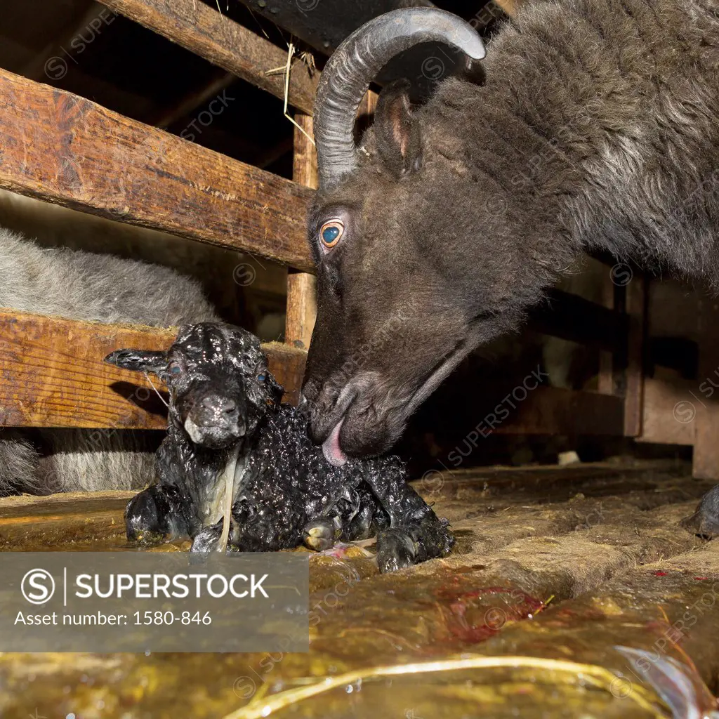Iceland, Litla Hof, Ewe cleaning newborn lamb