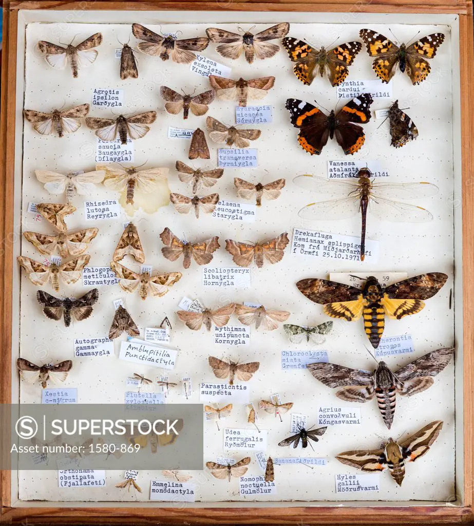 Iceland, Framed insect collection