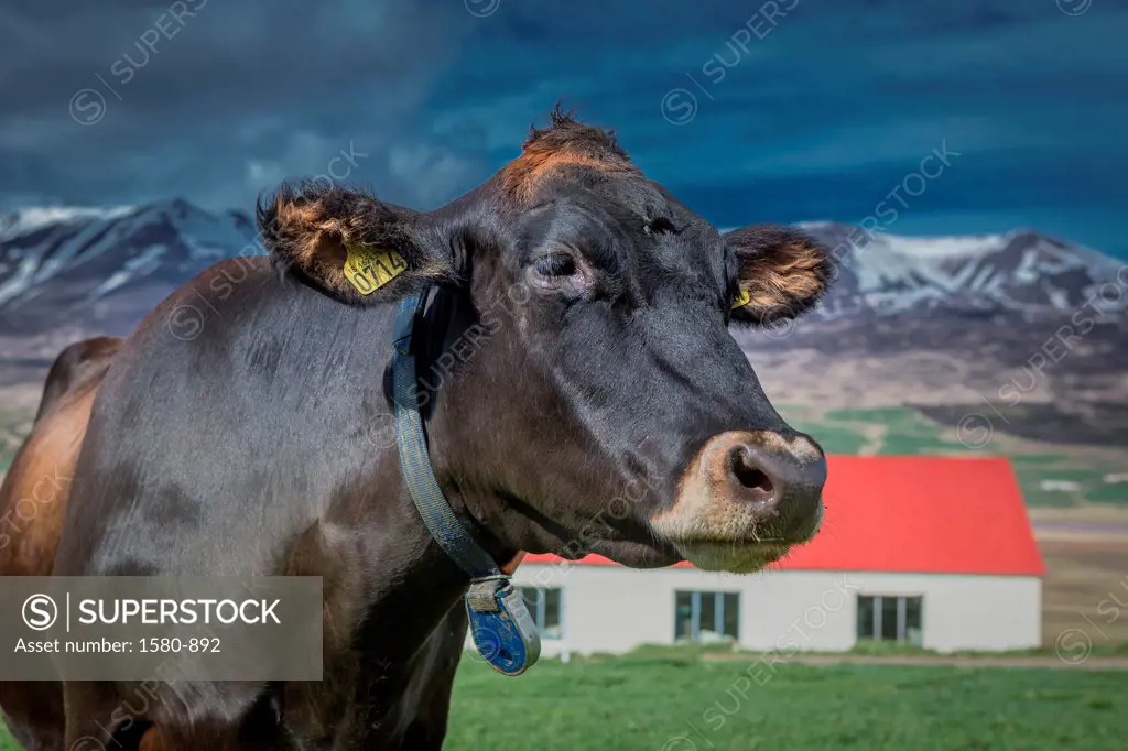 Iceland, Eyjafjordur, Dairy cow with electronic collar