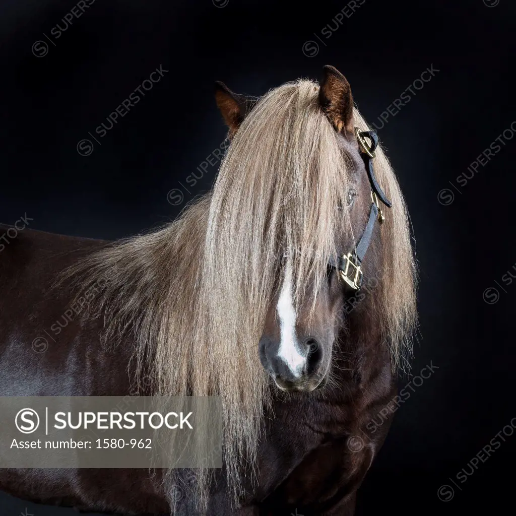 Portrait of Icelandic Horse