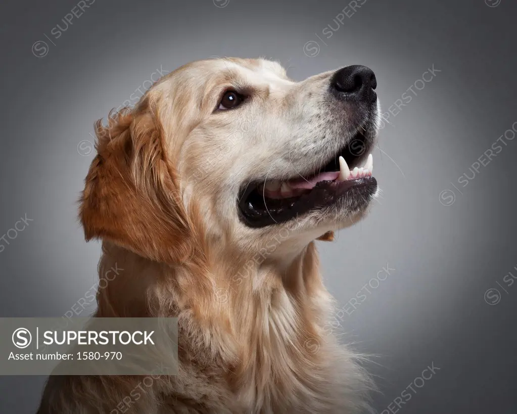 portrait of young Golden Retriever dog