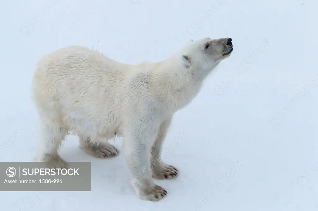 Close-up of a Polar bear (Ursus maritimus), Greenland