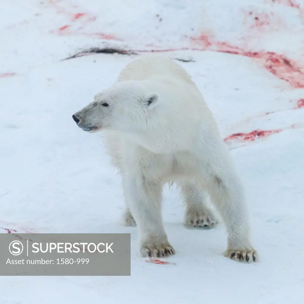 Close-up of a Polar bear (Ursus maritimus), Greenland
