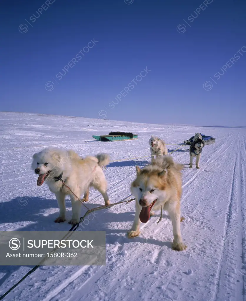 Huskies pulling a sled on a snow covered landscape, Cambridge Bay, Nunavut, Canada