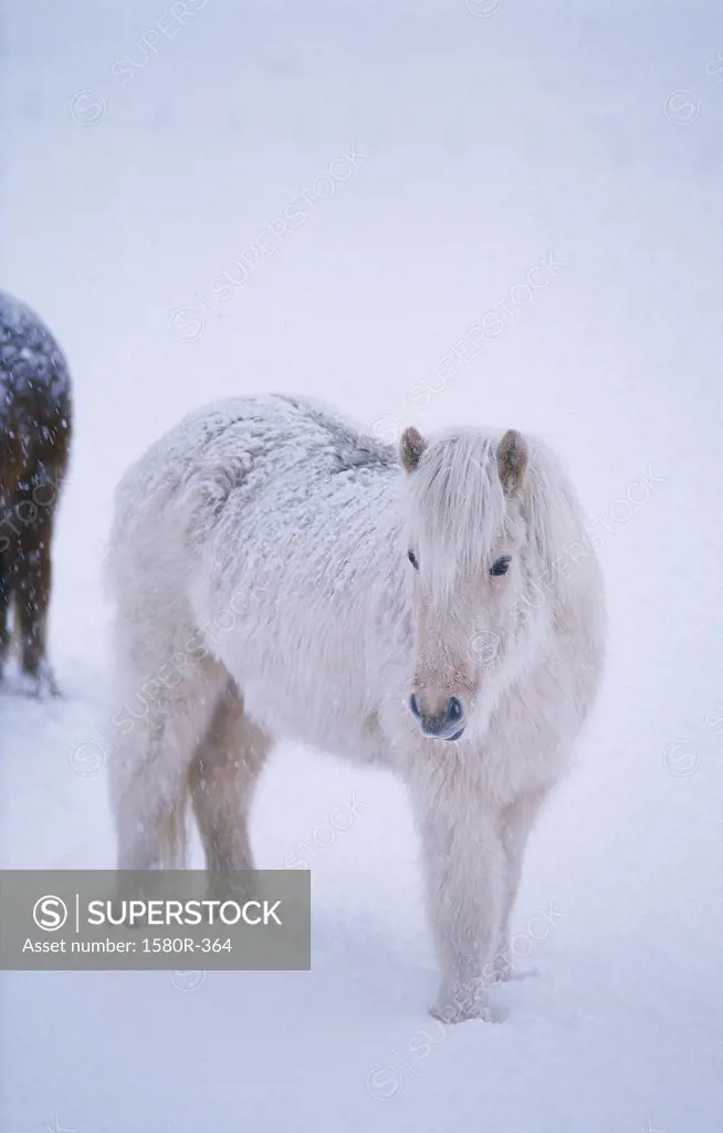 Icelandic horse standing in snow, Iceland
