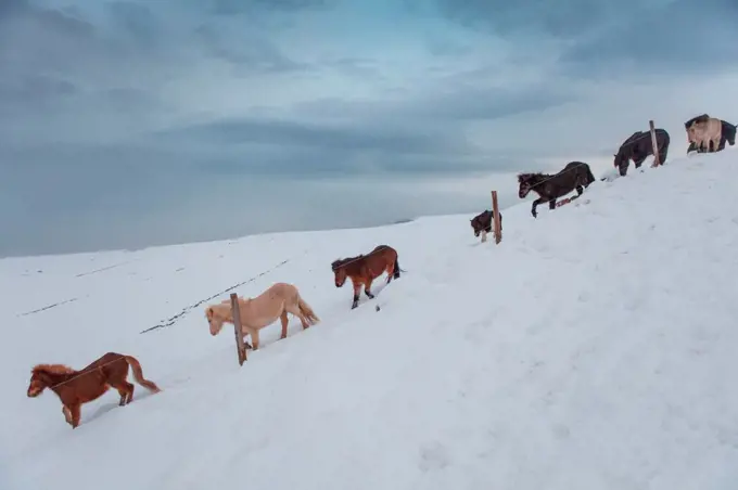 Iceland, Skagafjordur, Herd of Icelandic Horses