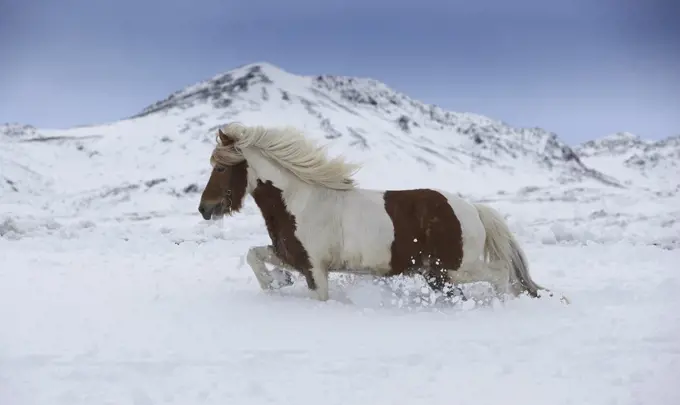 Side profile of an Icelandic horse running in snow, Iceland