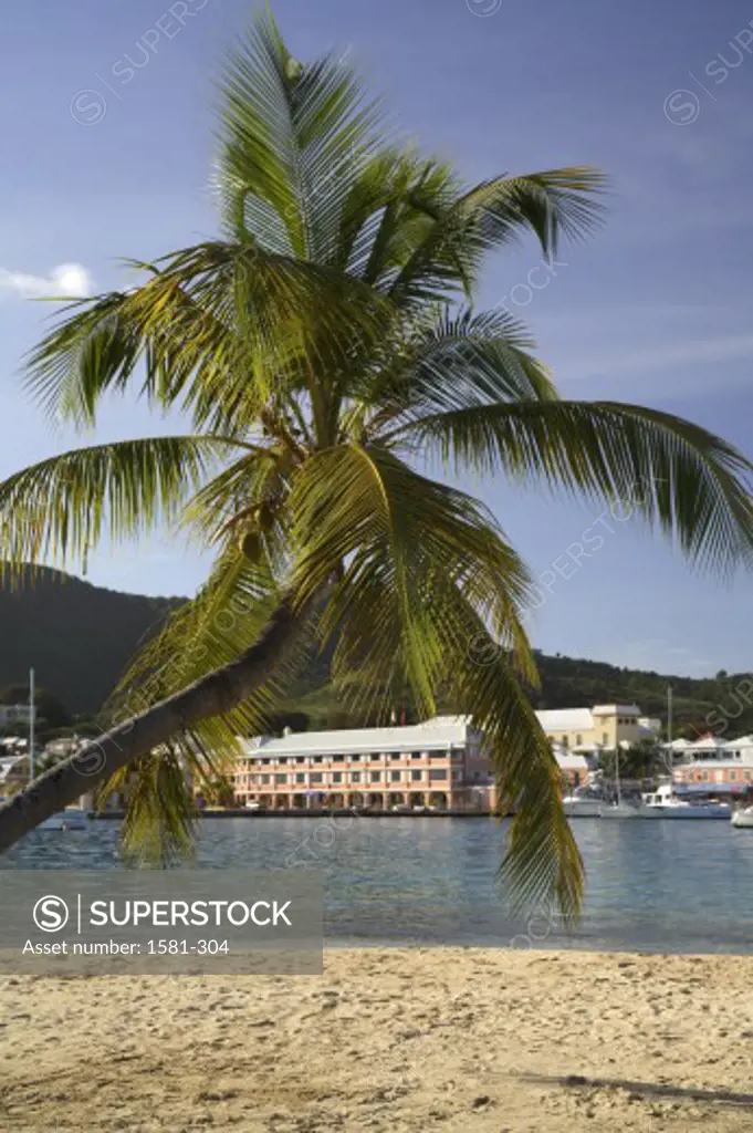 Palm tree on the beach with buildings in the background, Christiansted, St. Croix, US Virgin Islands