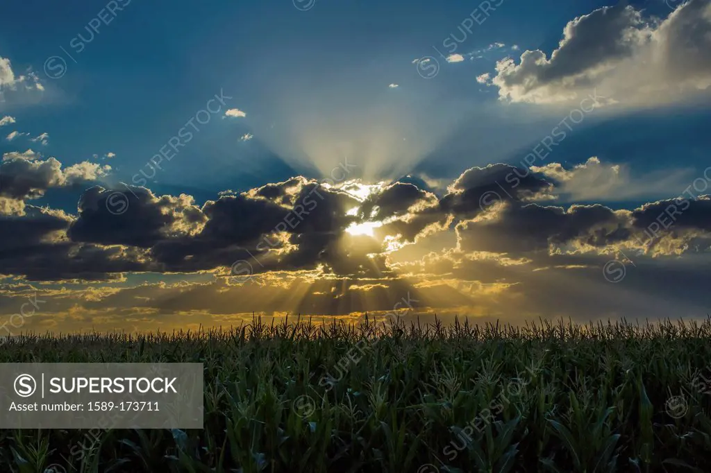 Sunset in dramatic sky over crop field