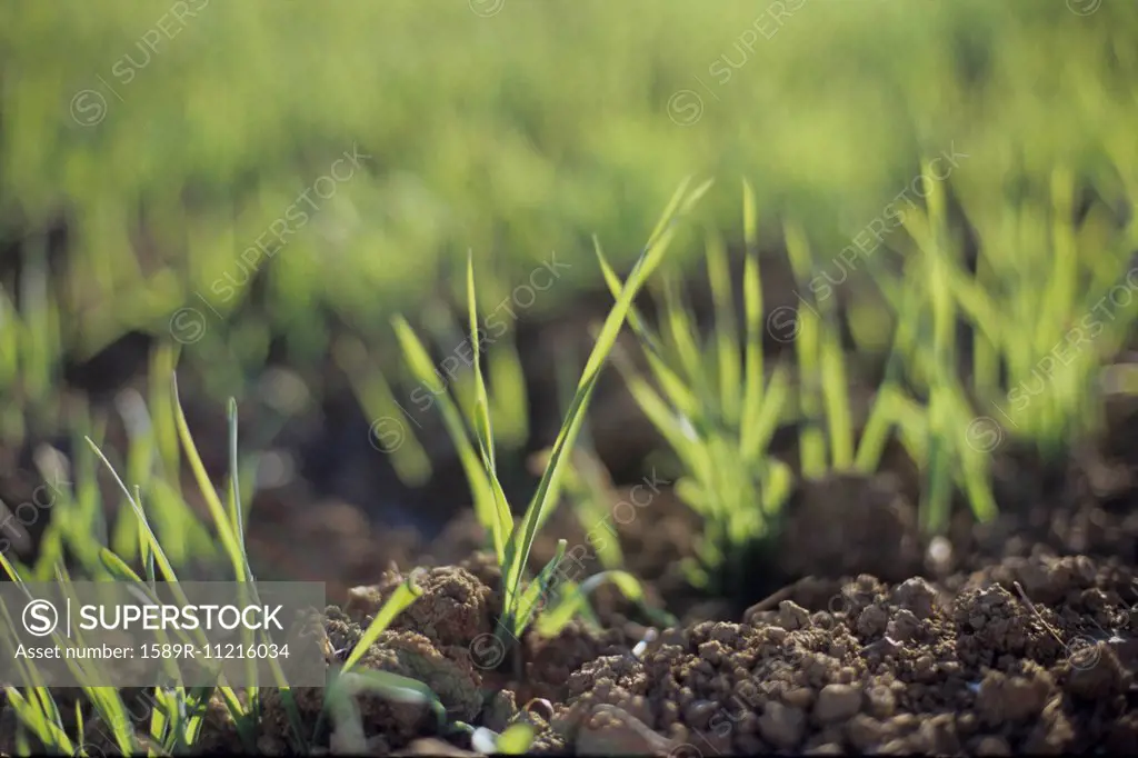 Close Up on Soil and Grass