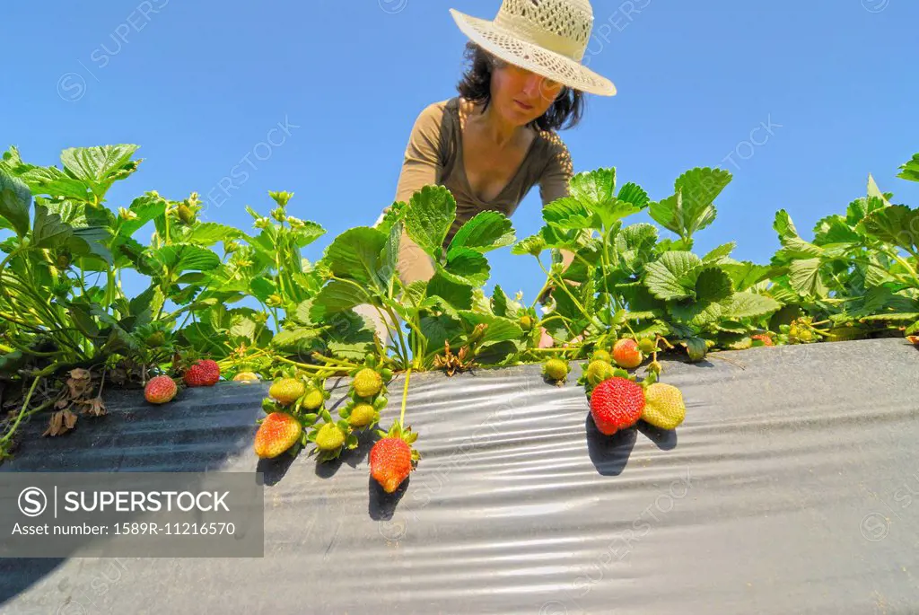 Woman tending to strawberries low angle view