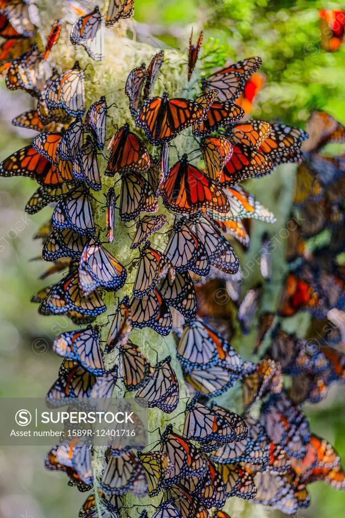 Close up of butterflies perching on plant