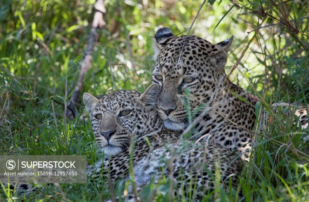 Leopards laying in grass