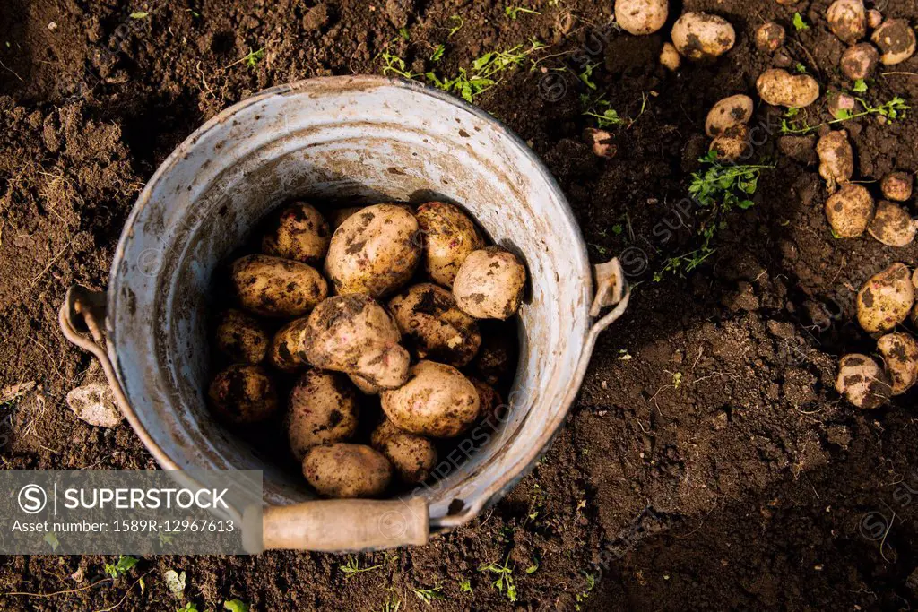Bucket of potatoes in garden