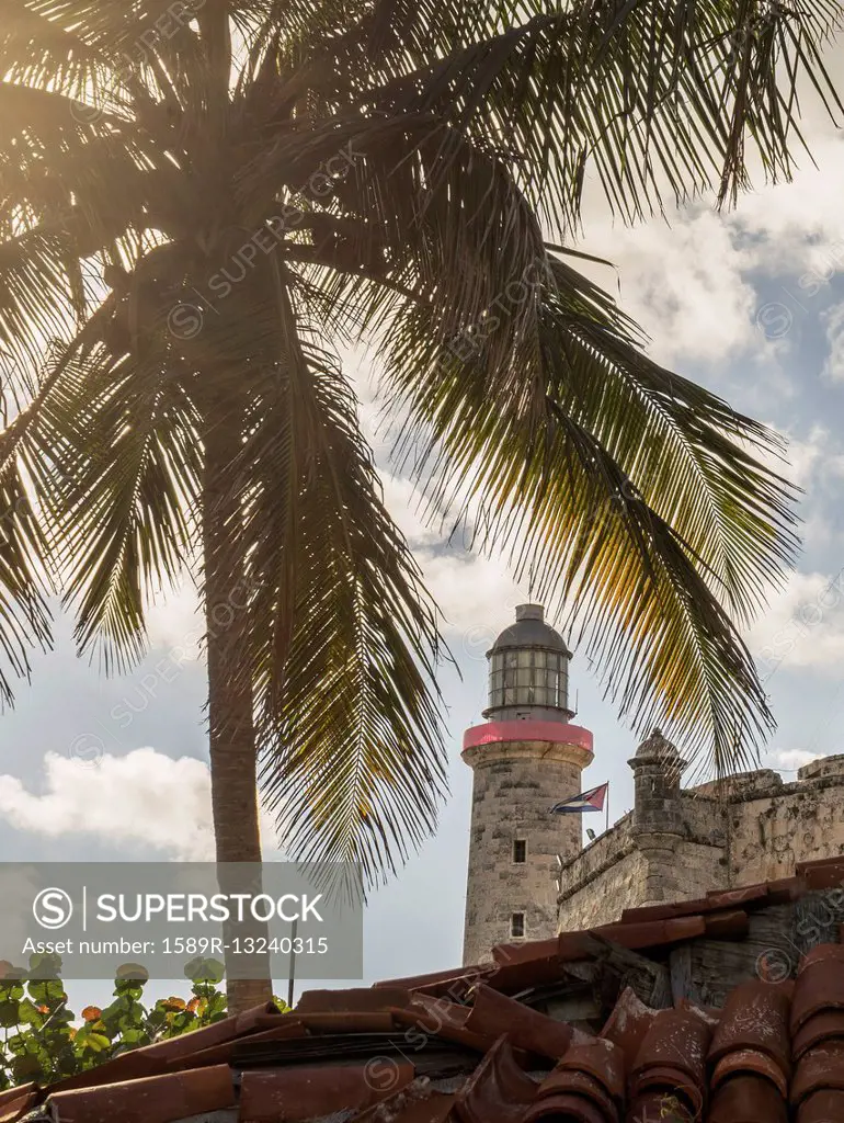 Palm tree near El Morro Fortress, Havana, Cuba