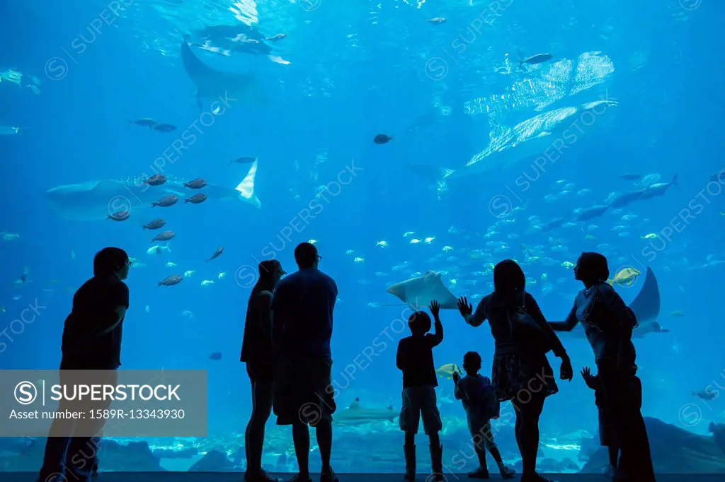 Fish Aquarium Cleaners Stock Photos - 1,589 Images