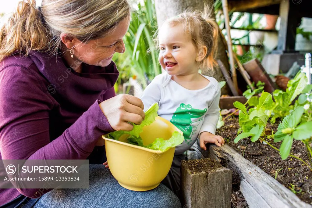 Caucasian mother and daughter picking lettuce from garden