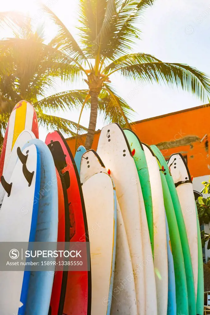 Surfboards under palm tree