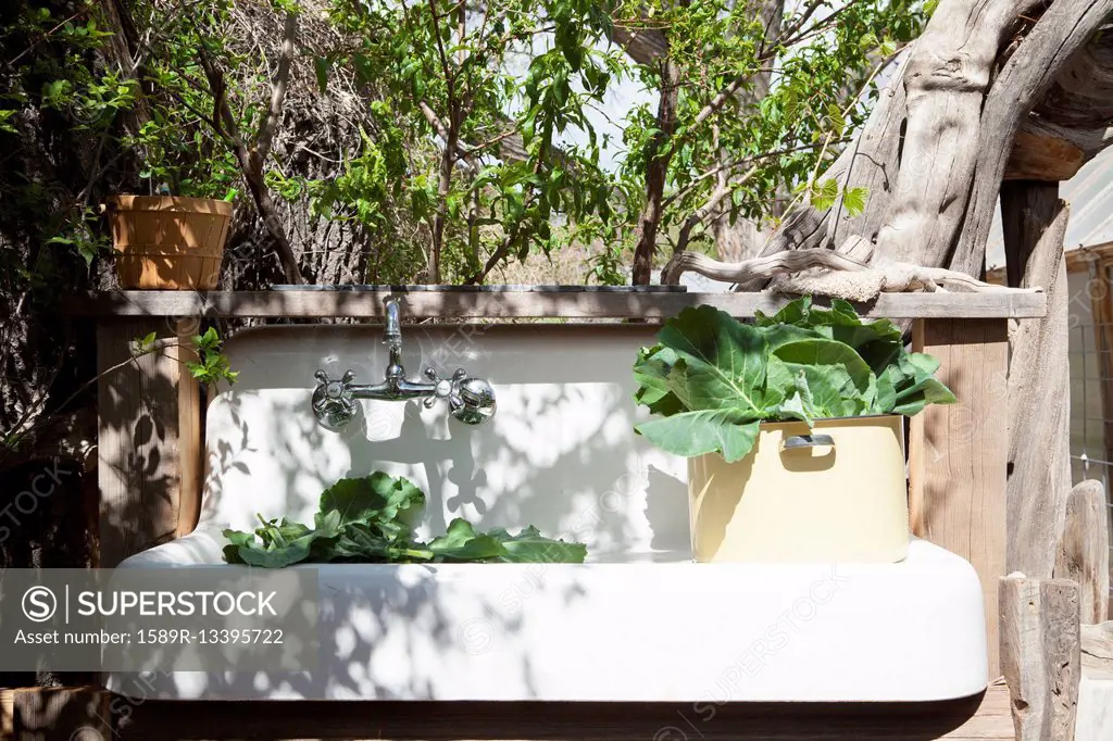 Plants in outdoor sink in backyard