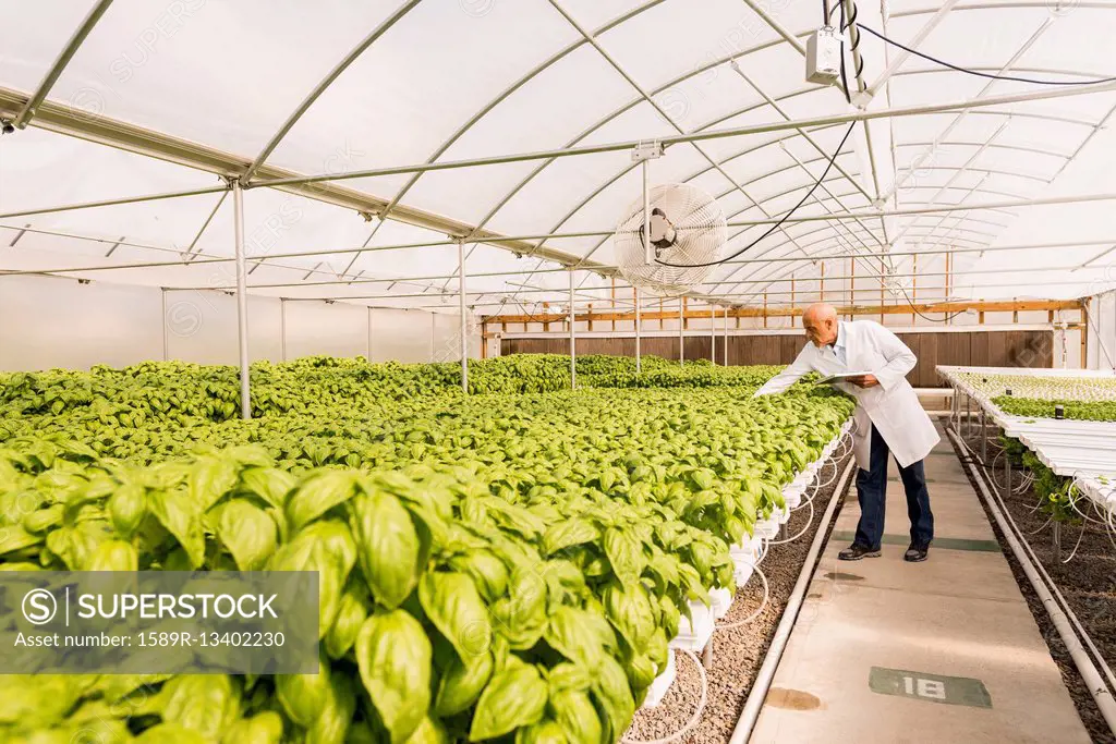 Mixed race scientist checking green basil plants in greenhouse