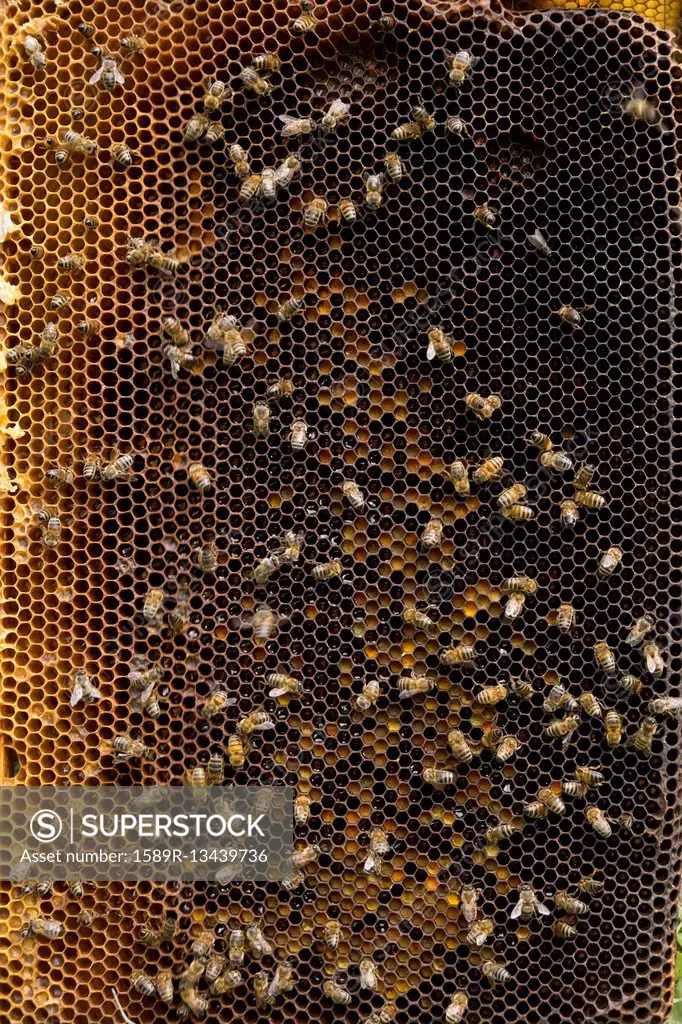 Bees on beehive honeycomb