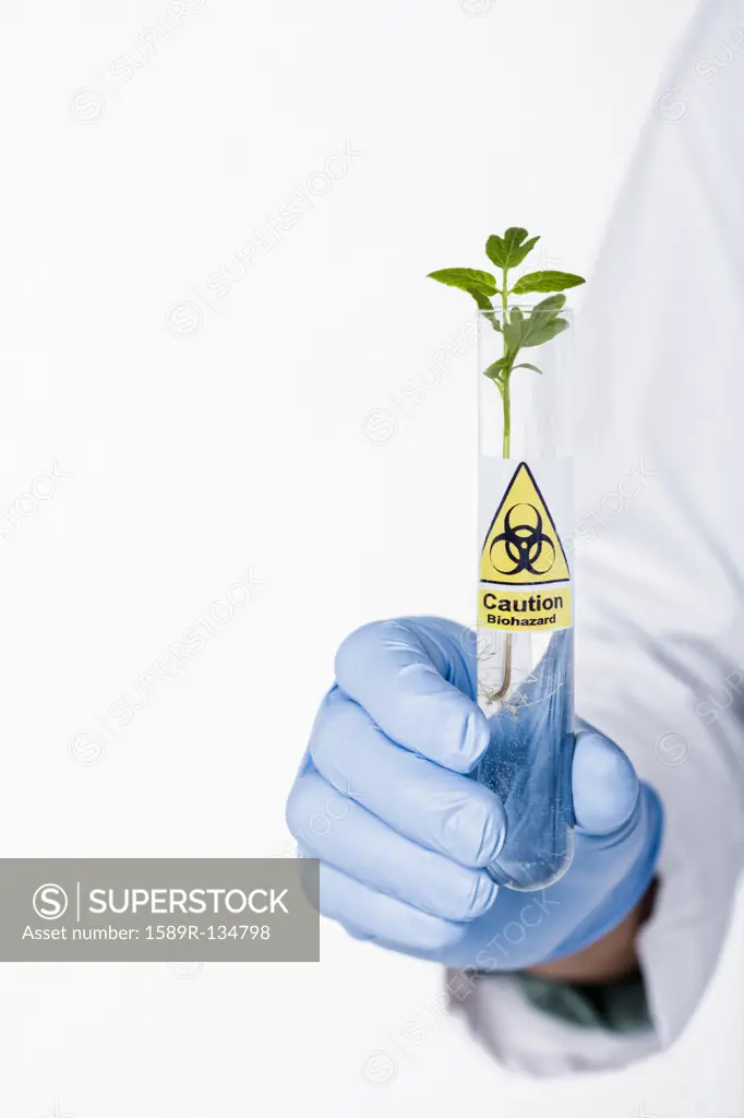 Hispanic scientist holding test tube with caution symbol containing sprout