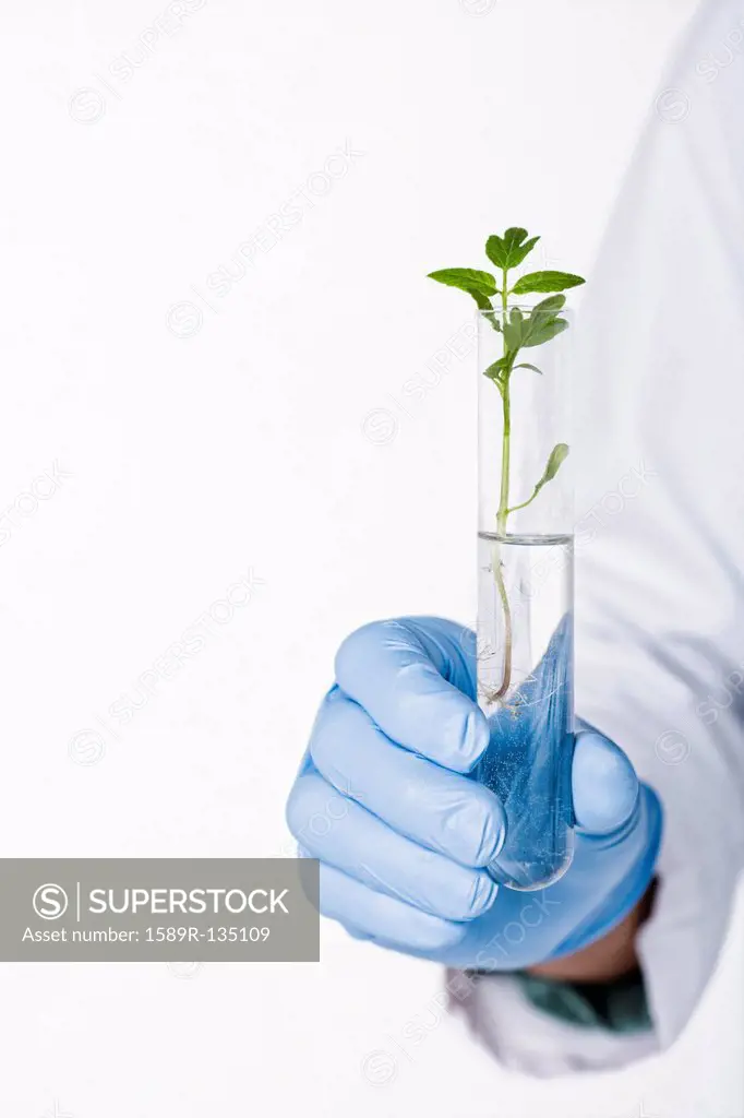 Hispanic scientist holding test tube containing sprout