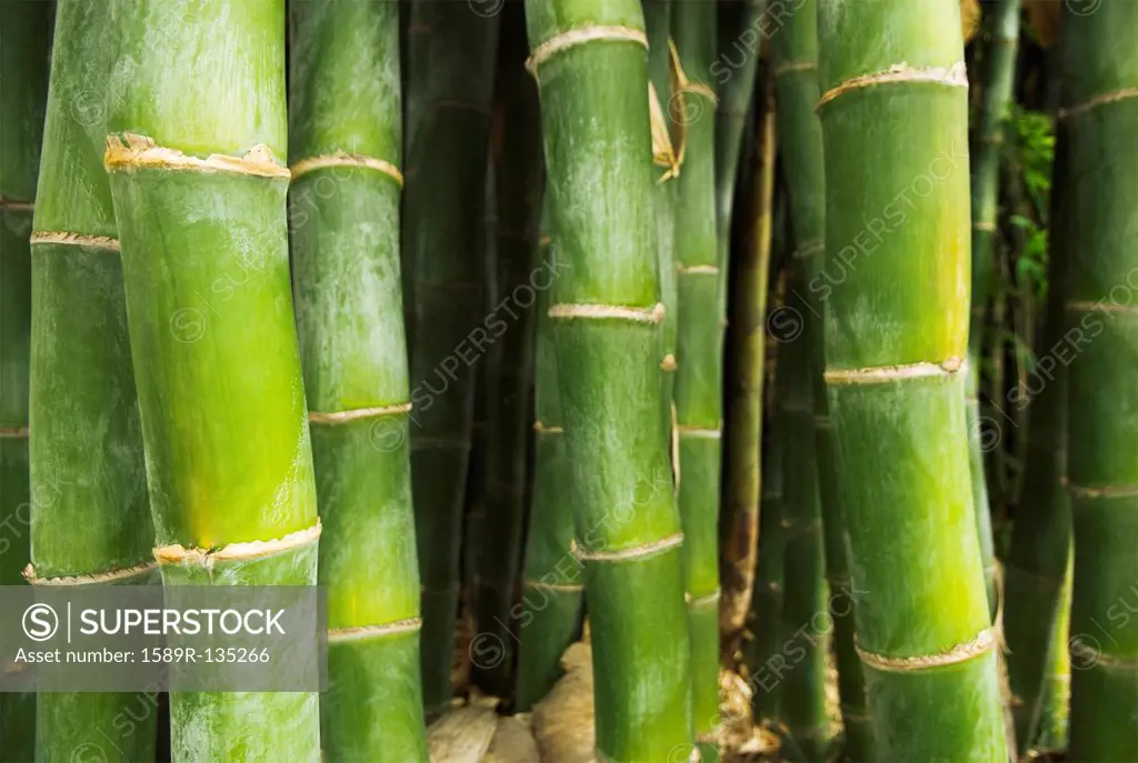 Growing green bamboo