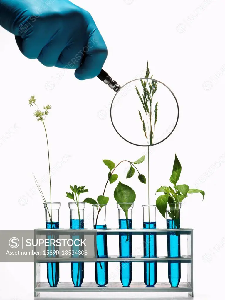 Hand holding magnifying glass on plants growing in test tubes