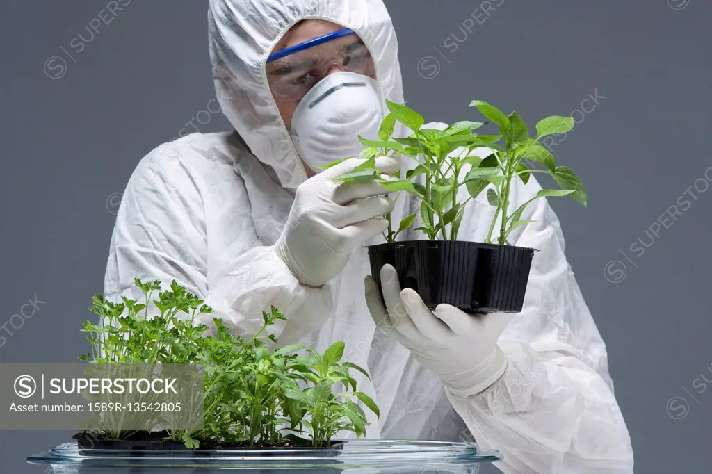 Caucasian scientist wearing clean suit examining seedling