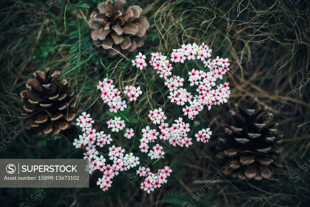 Pine cones and flowers in grass