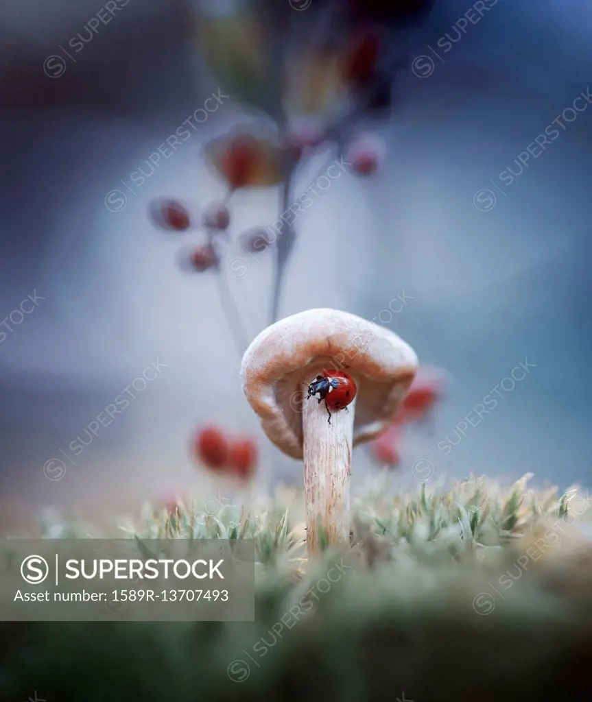 Ladybug on mushroom
