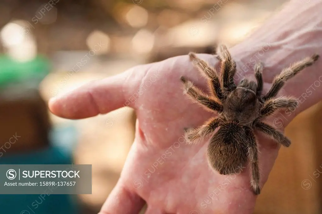 Close up of man´s hand holding spider