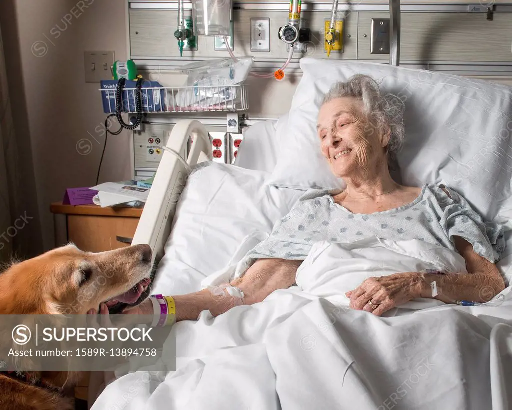 Caucasian woman in hospital petting therapy dog