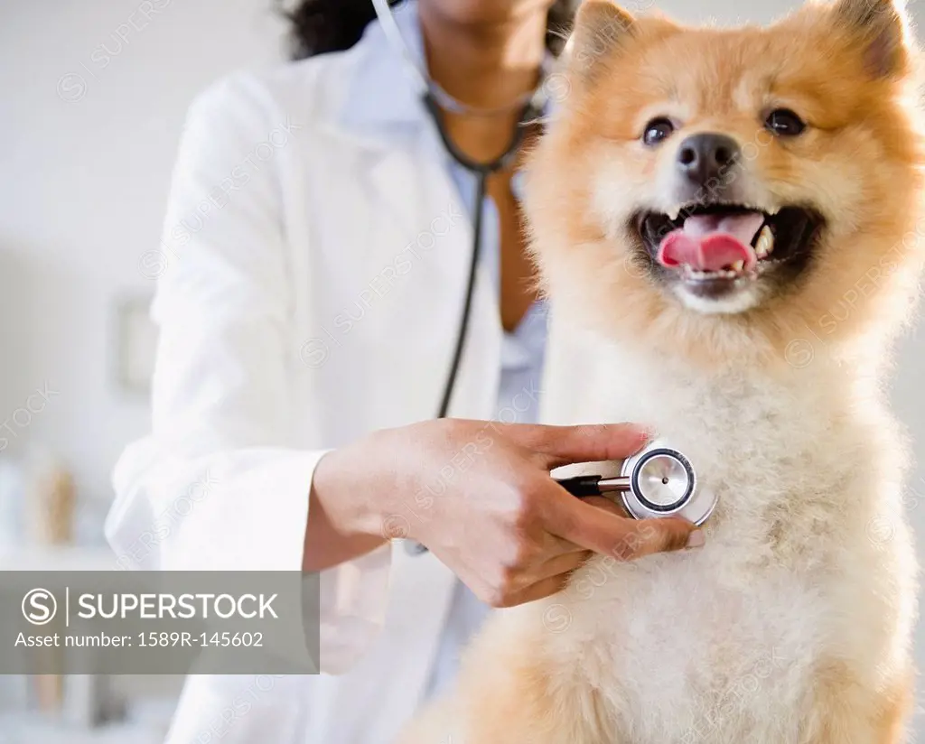 Mixed race veterinarian listening to Pomeranian dog´s heartbeat