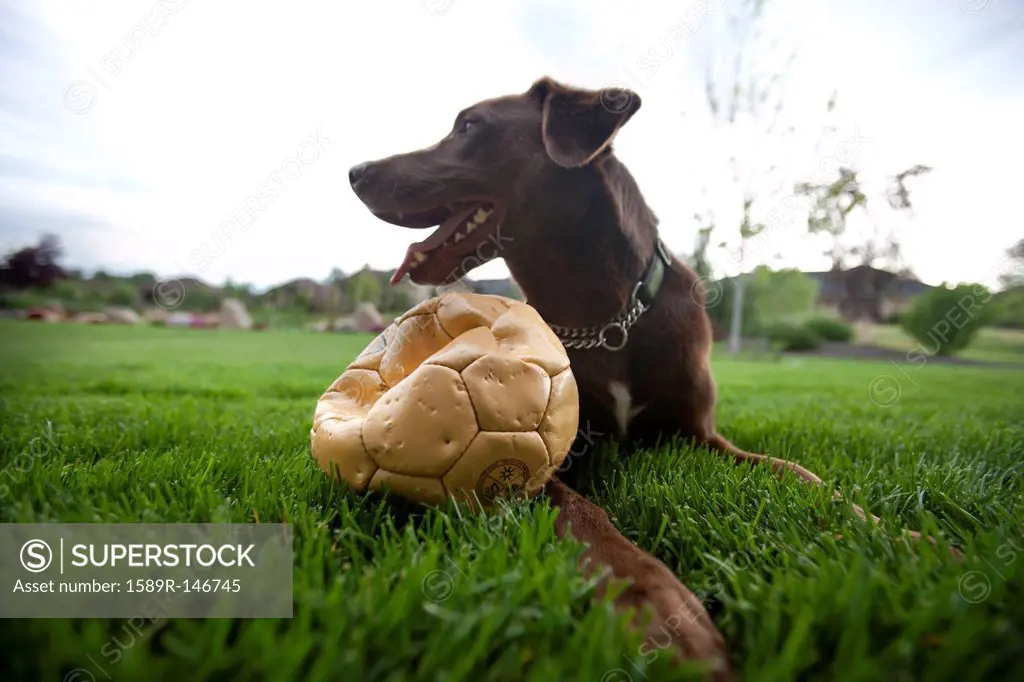 Happy dog sitting in grass with punctured soccer ball