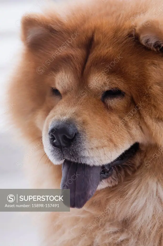Close up of chow dog