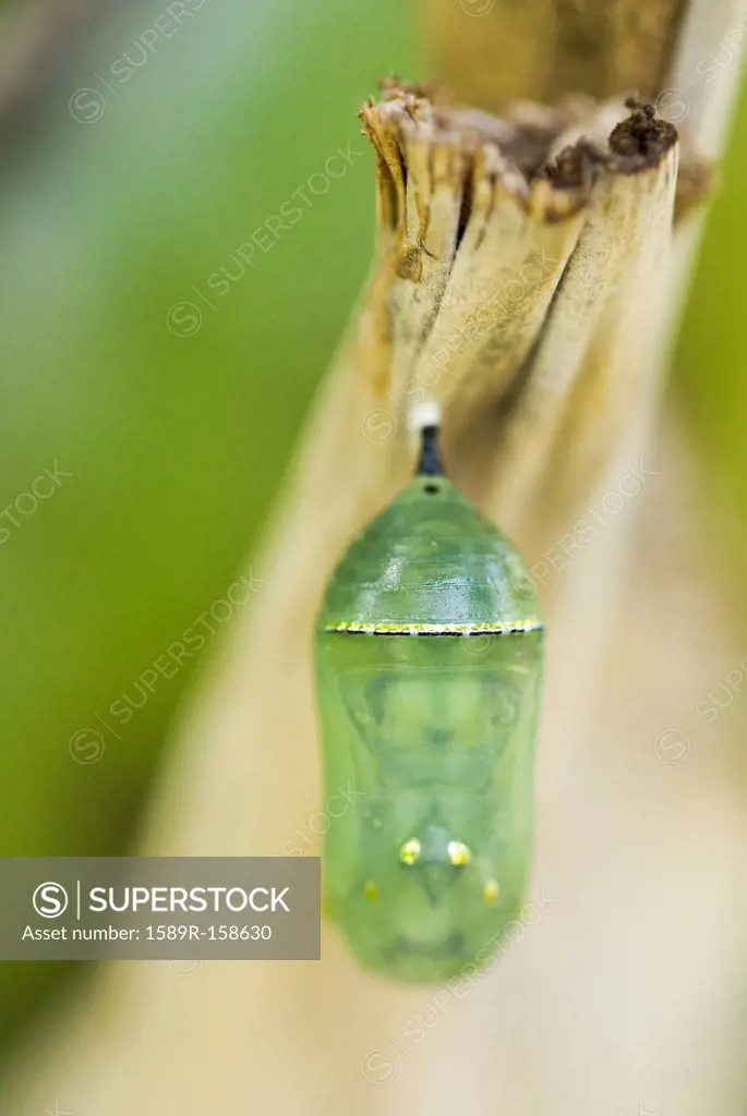Close up of Monarch butterfly chrysalis