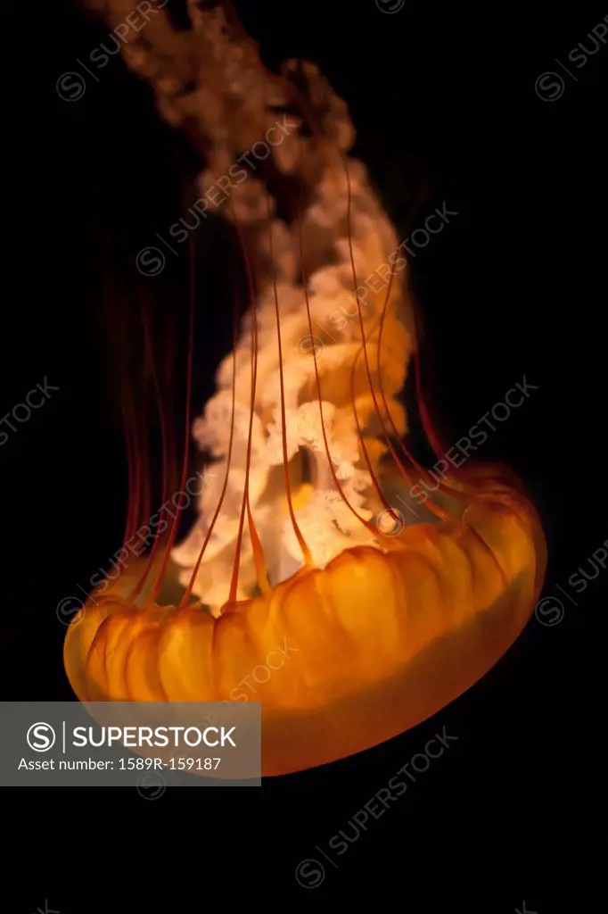 Jellyfish floating upside down