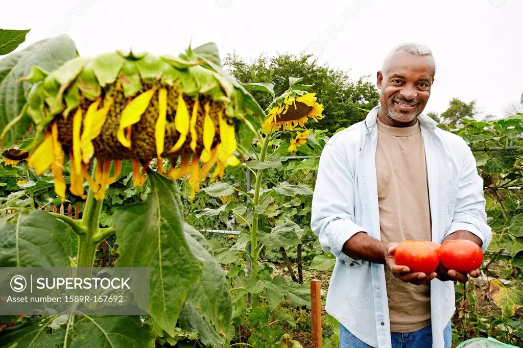 Black man holding tomatoes in community garden