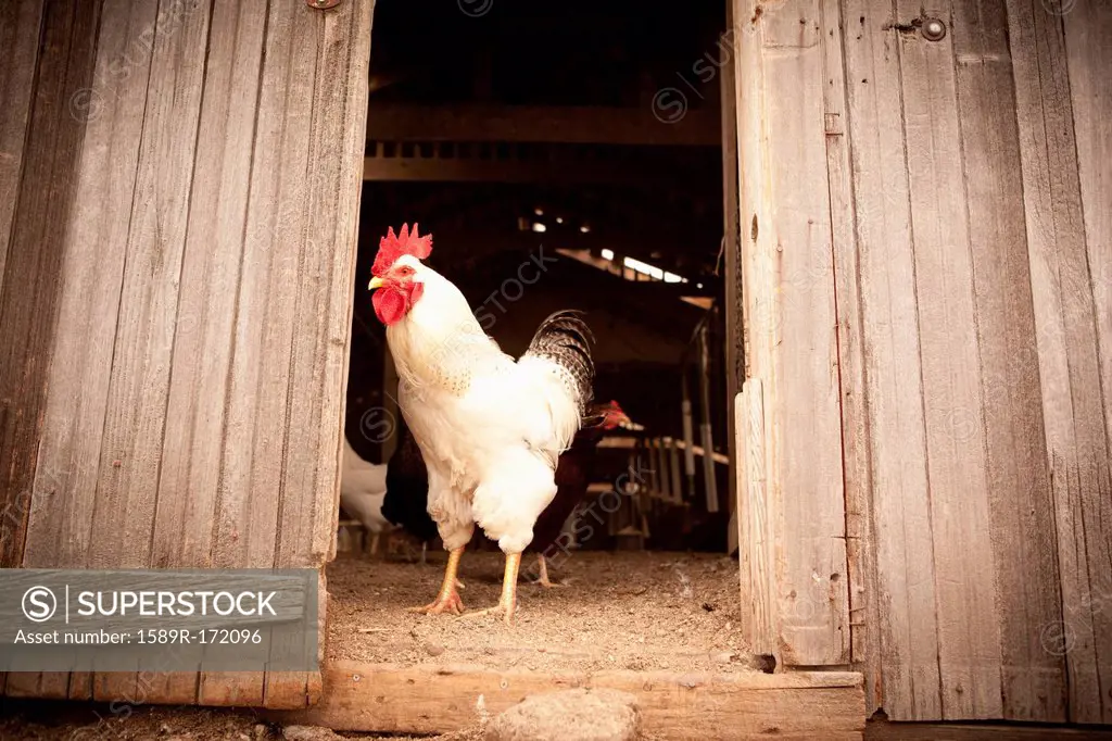 Chicken standing at door of coop