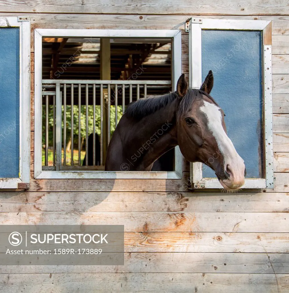 Horse peeking out of barn