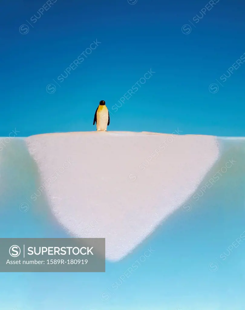 Penguin walking on melting glacier