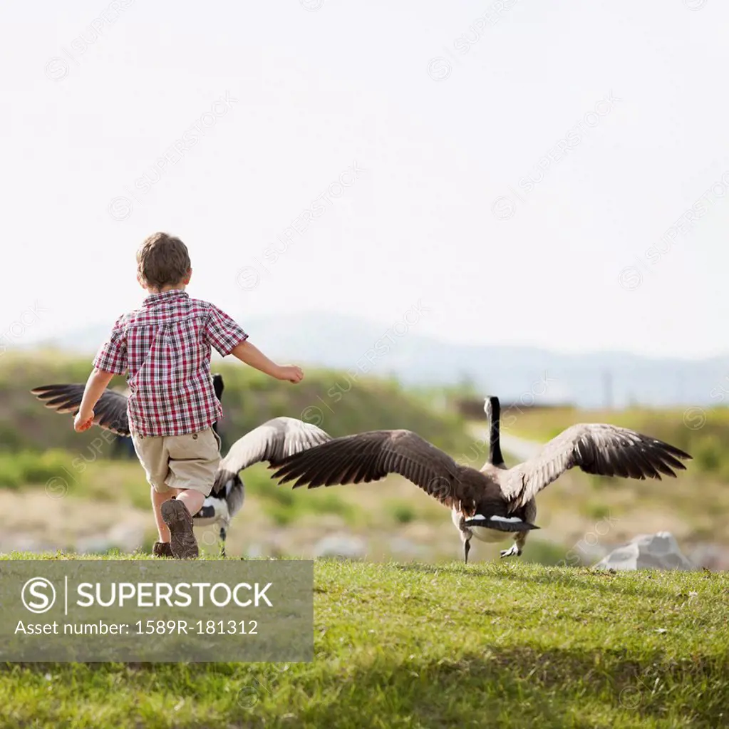 Caucasian boy feeding geese
