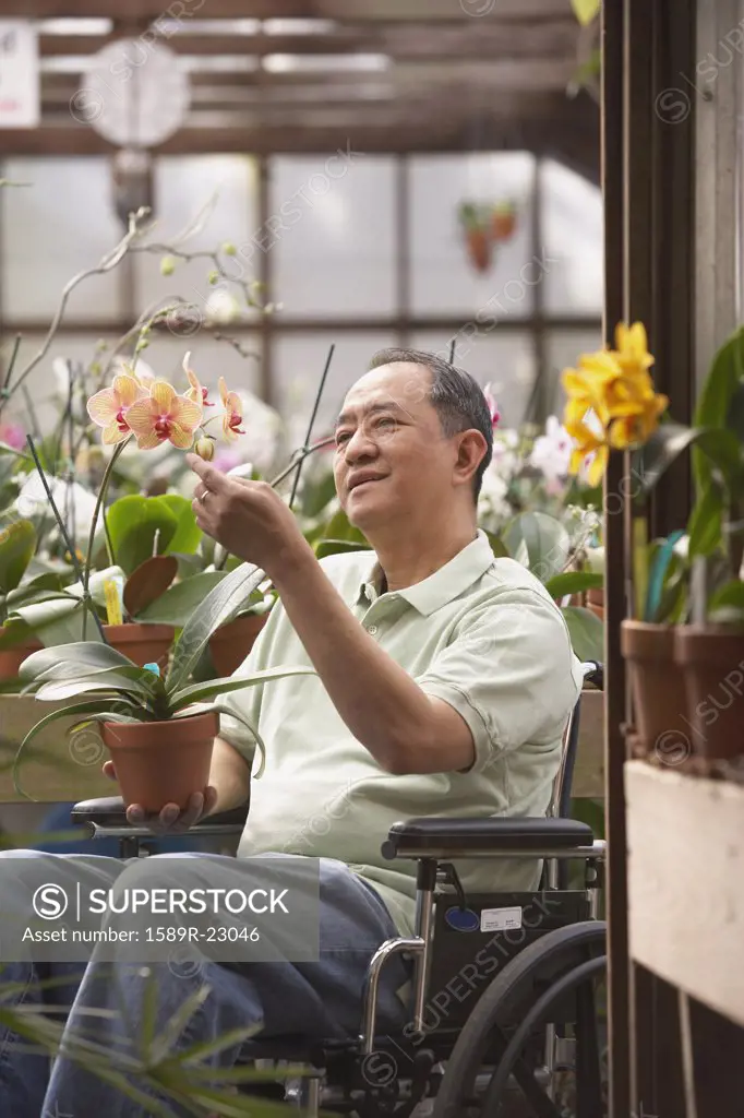 Senior Asian man in wheelchair in greenhouse