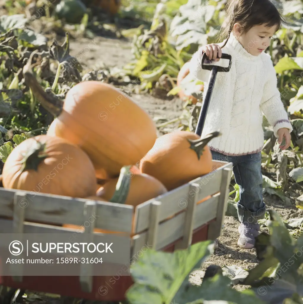 Young Asian girl with wagon full of pumpkins in pumpkin patch