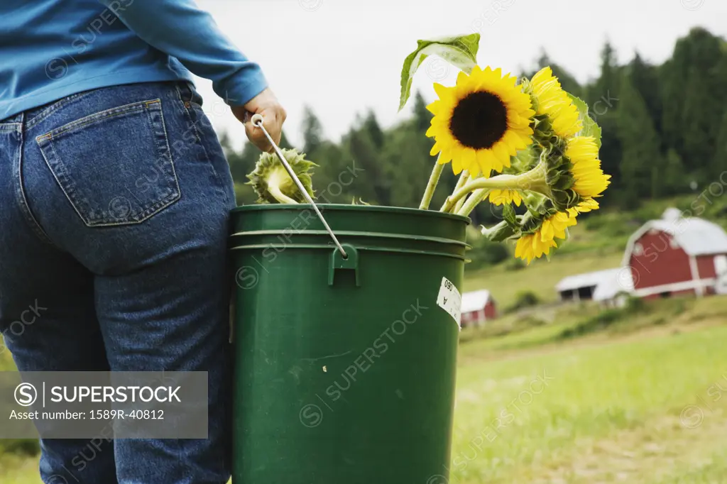 Woman carrying bucket of sunflowers on farm